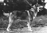 dymok 1096.jpg